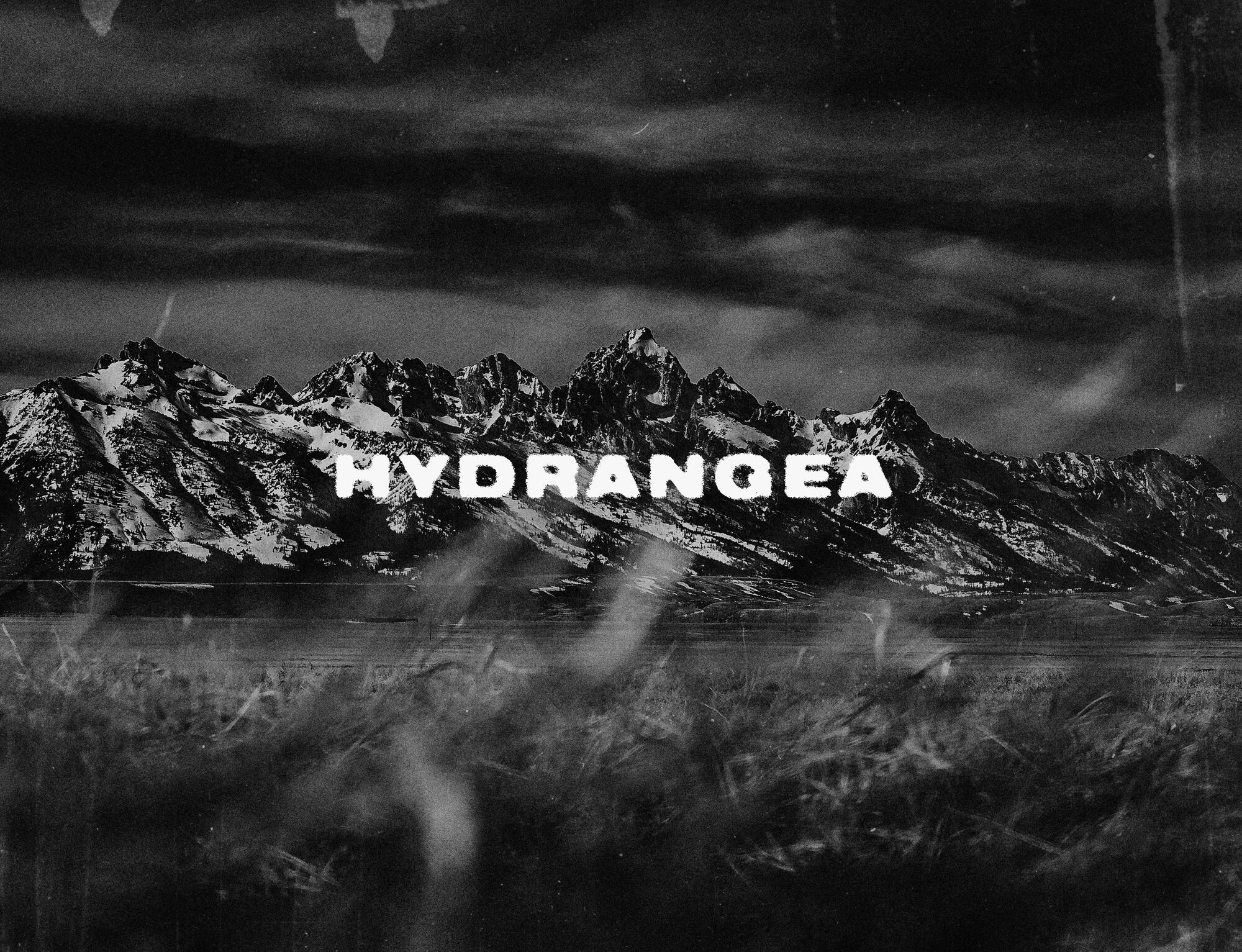 Hydrangea — image 3