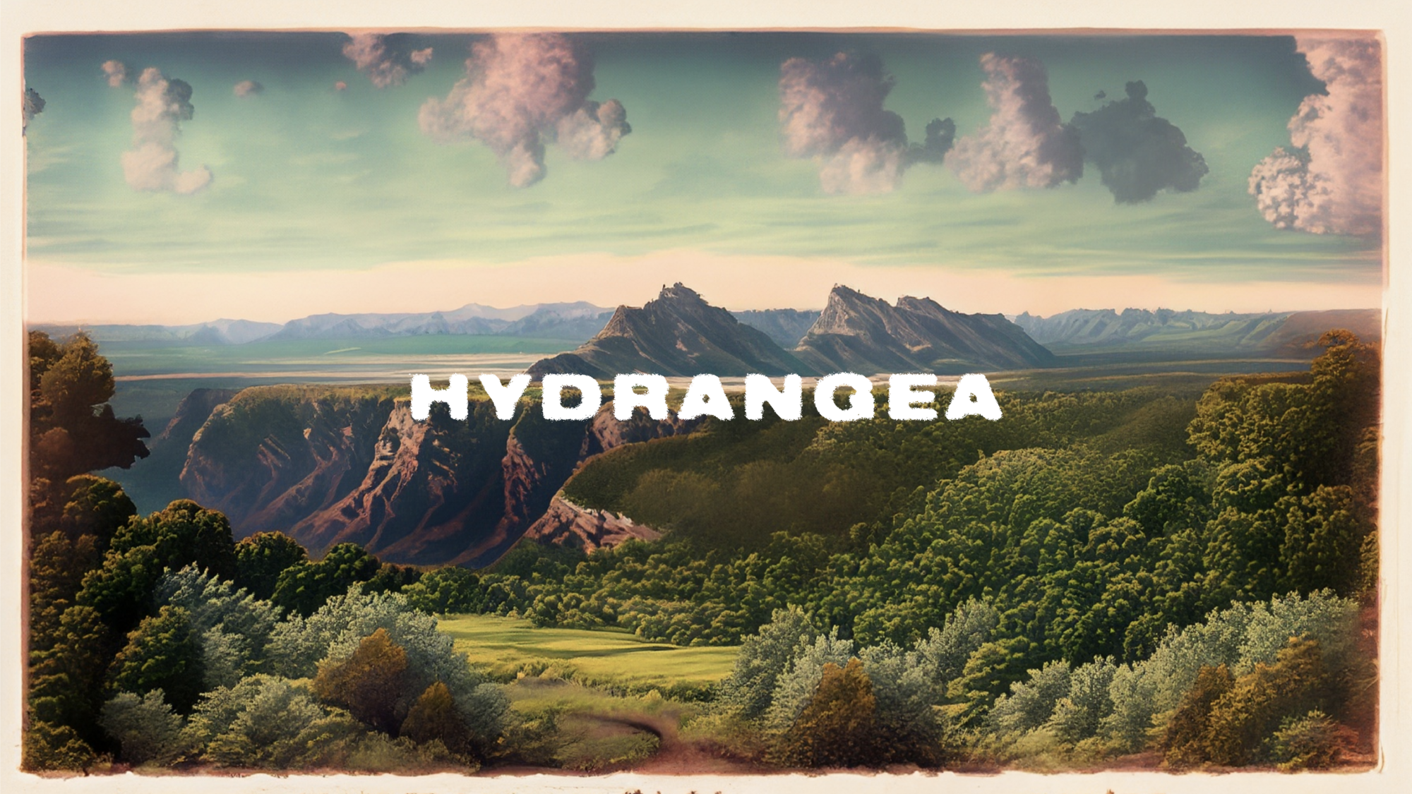 Hydrangea